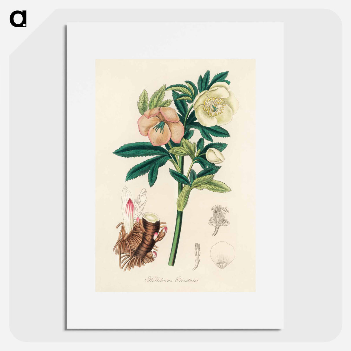 アートポスター-Helleborus orientalis Illustration
- 薬用植物学 Poster.