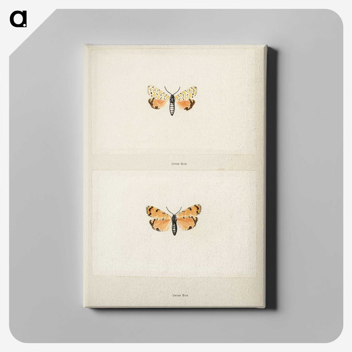 1-43_Moths-and-Butterflies-of-the-United-States_canvas