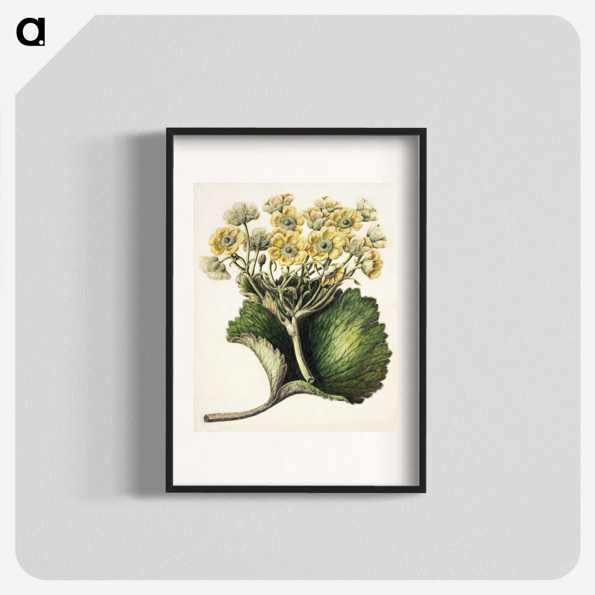 1-43_Native-Flowering-Plants-of-New-Zealand_blk