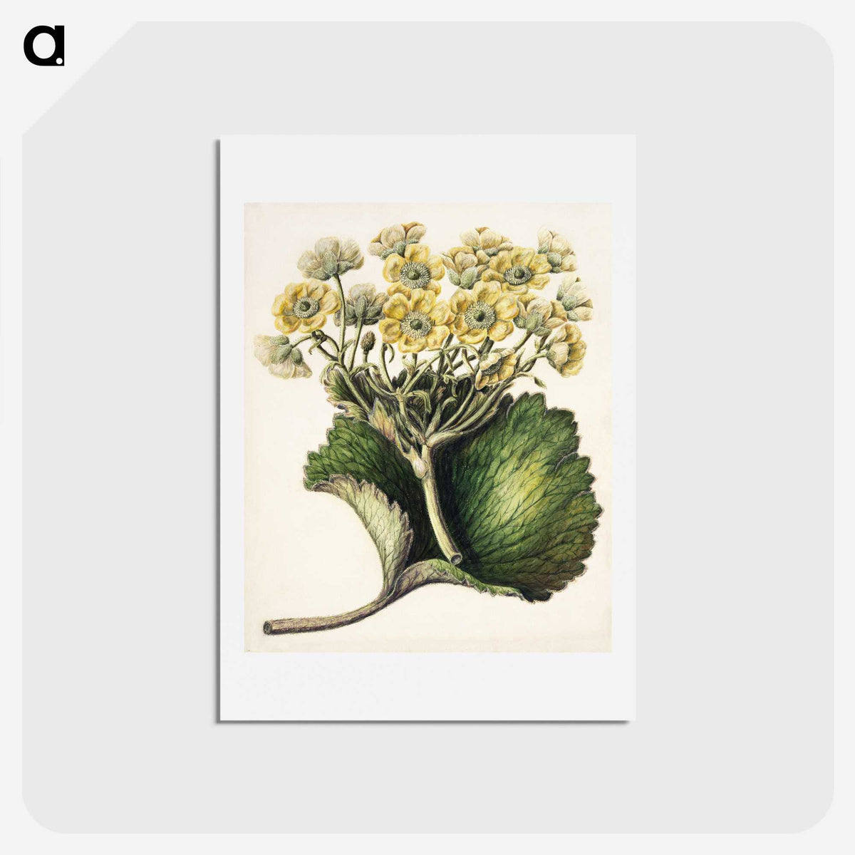 1-43_Native-Flowering-Plants-of-New-Zealand_hagaki