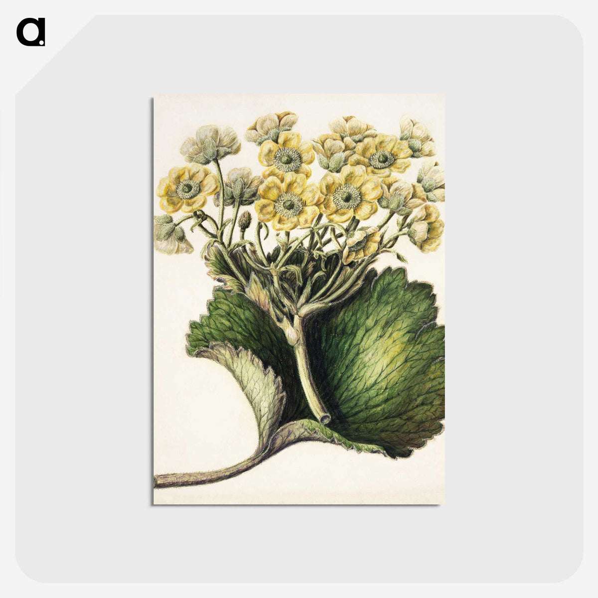 1-43_Native-Flowering-Plants-of-New-Zealand_postcard