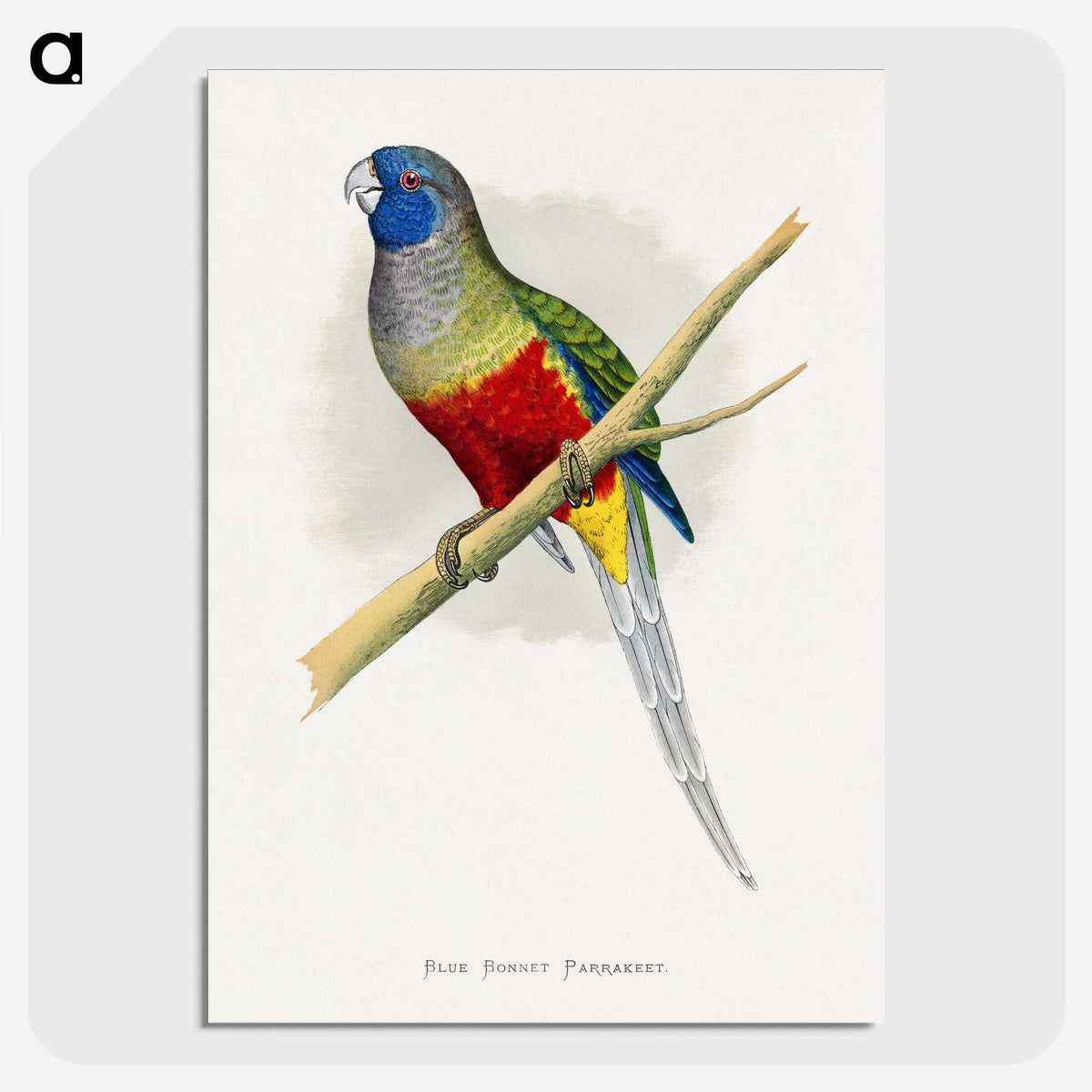 1-43_Parrots-in-Captivity_picture-crop