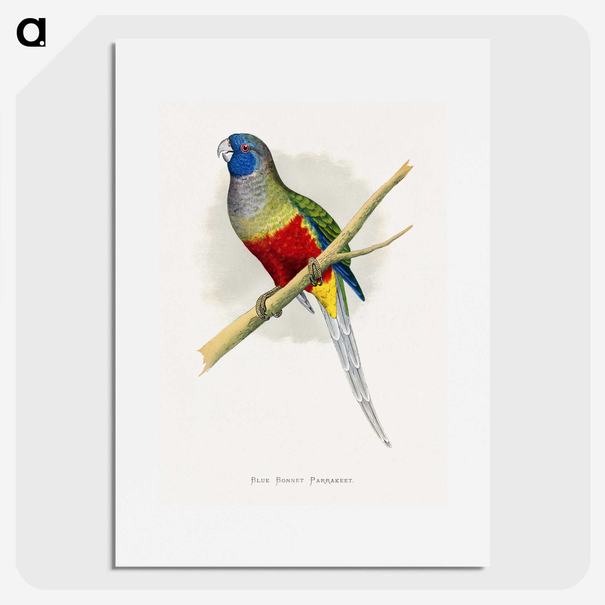 1-43_Parrots-in-Captivity_picture