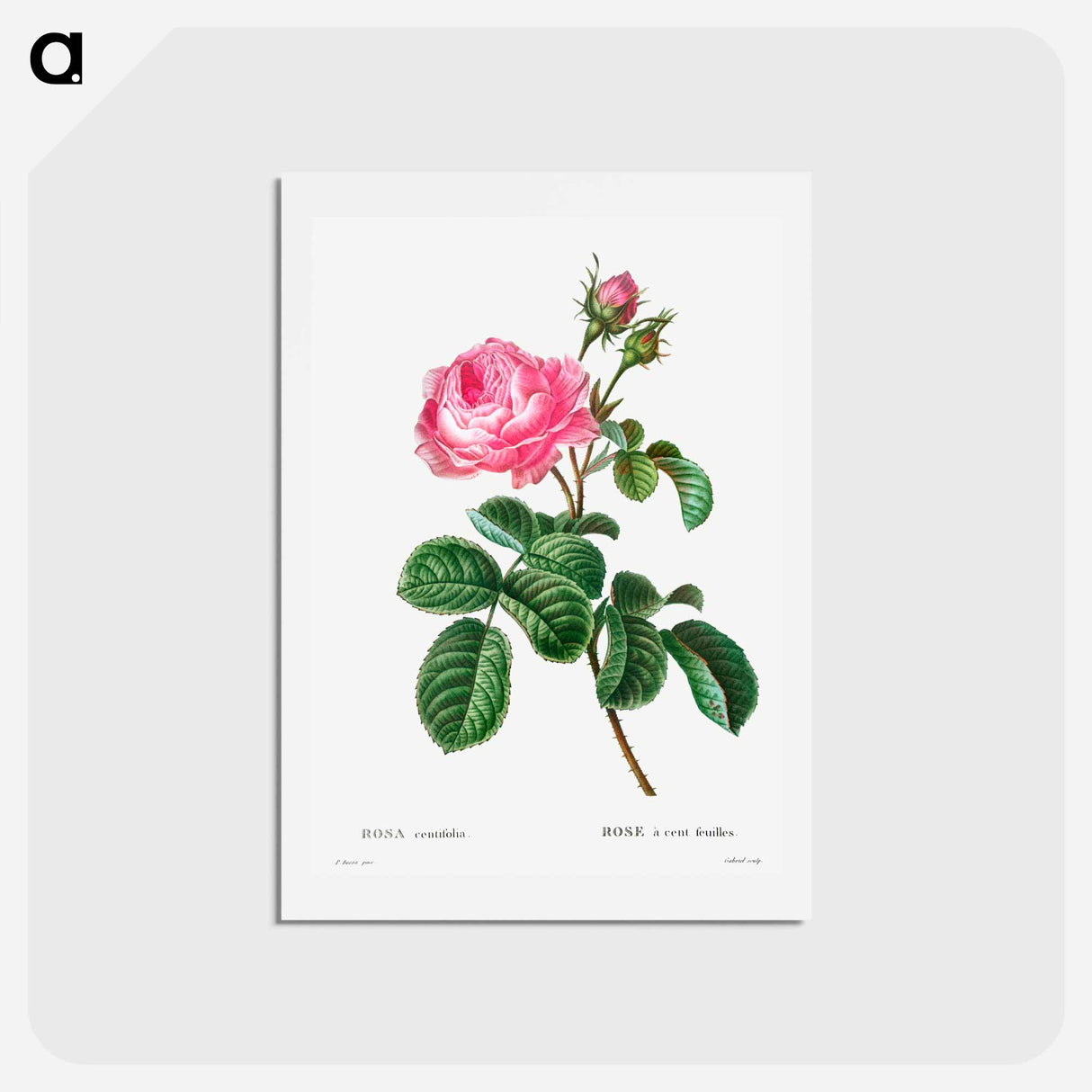 アートポストカード-Cabbage rose - ピエール ジョゼフ ルドゥーテ Postcard.