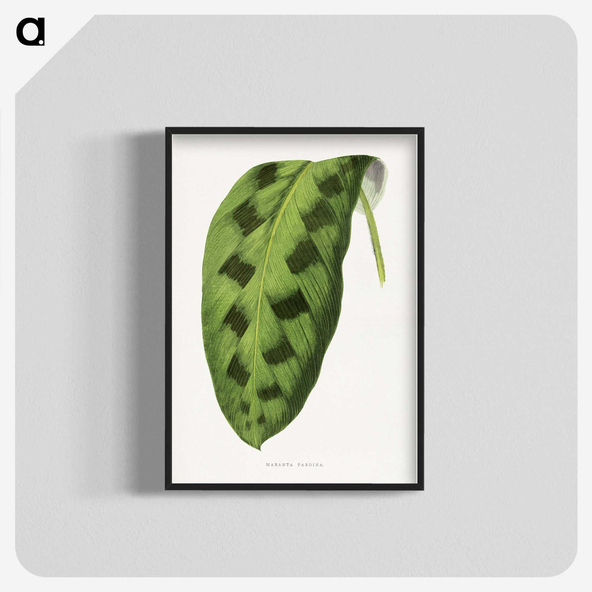 1-43_Plants-with-Colored-Foliage_blk-crop