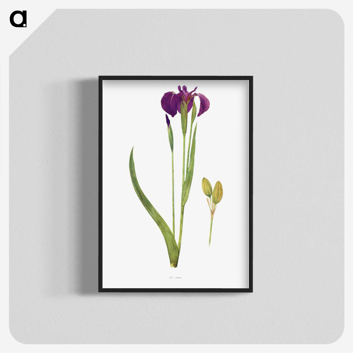 1-43_The-Genus-Iris_blk-crop