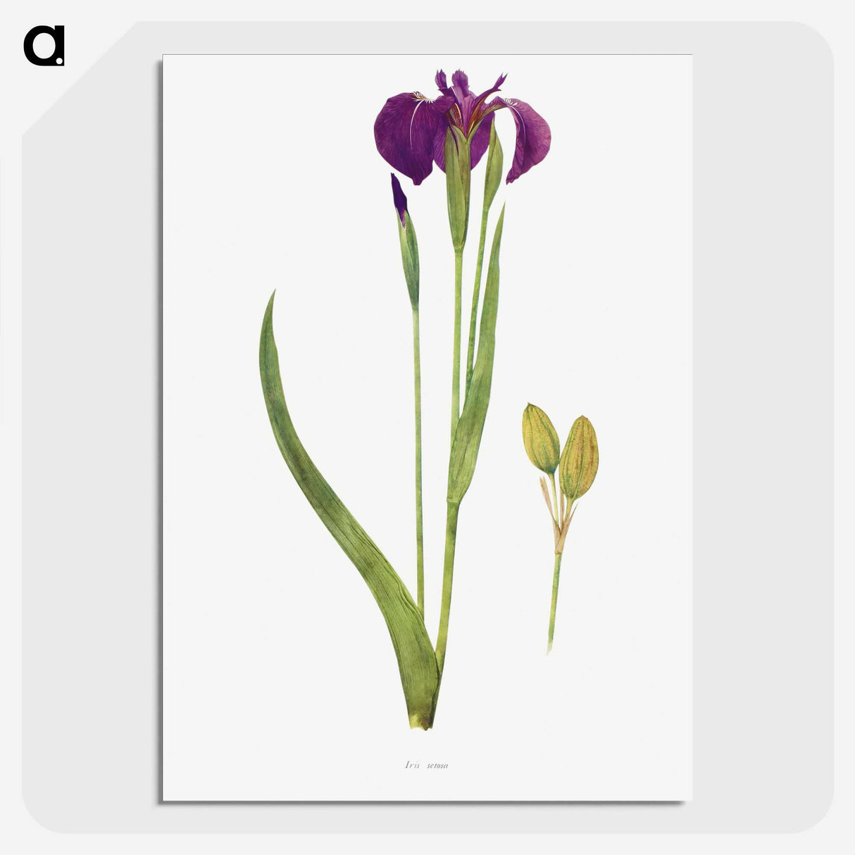1-43_The-Genus-Iris_picture-crop