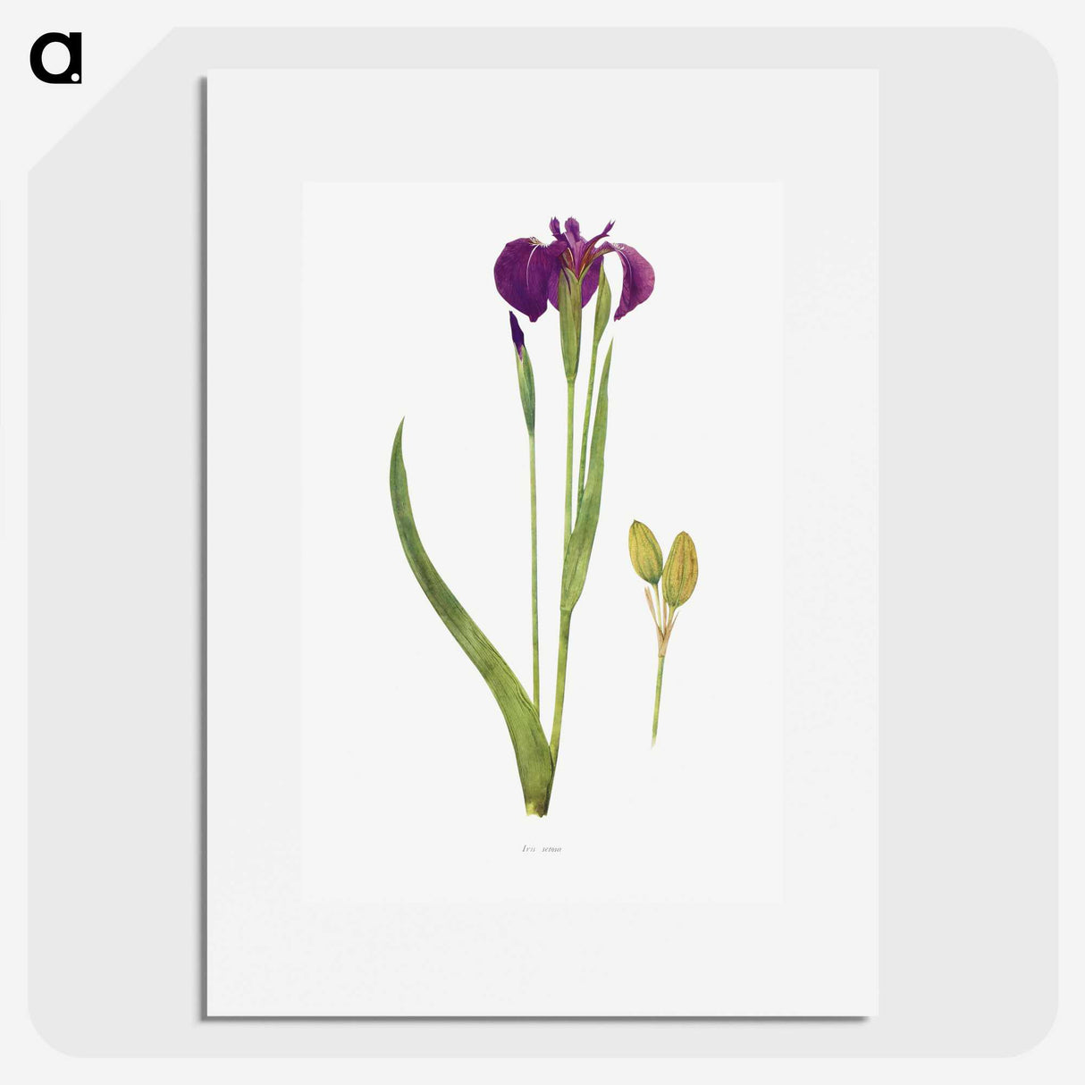 1-43_The-Genus-Iris_picture