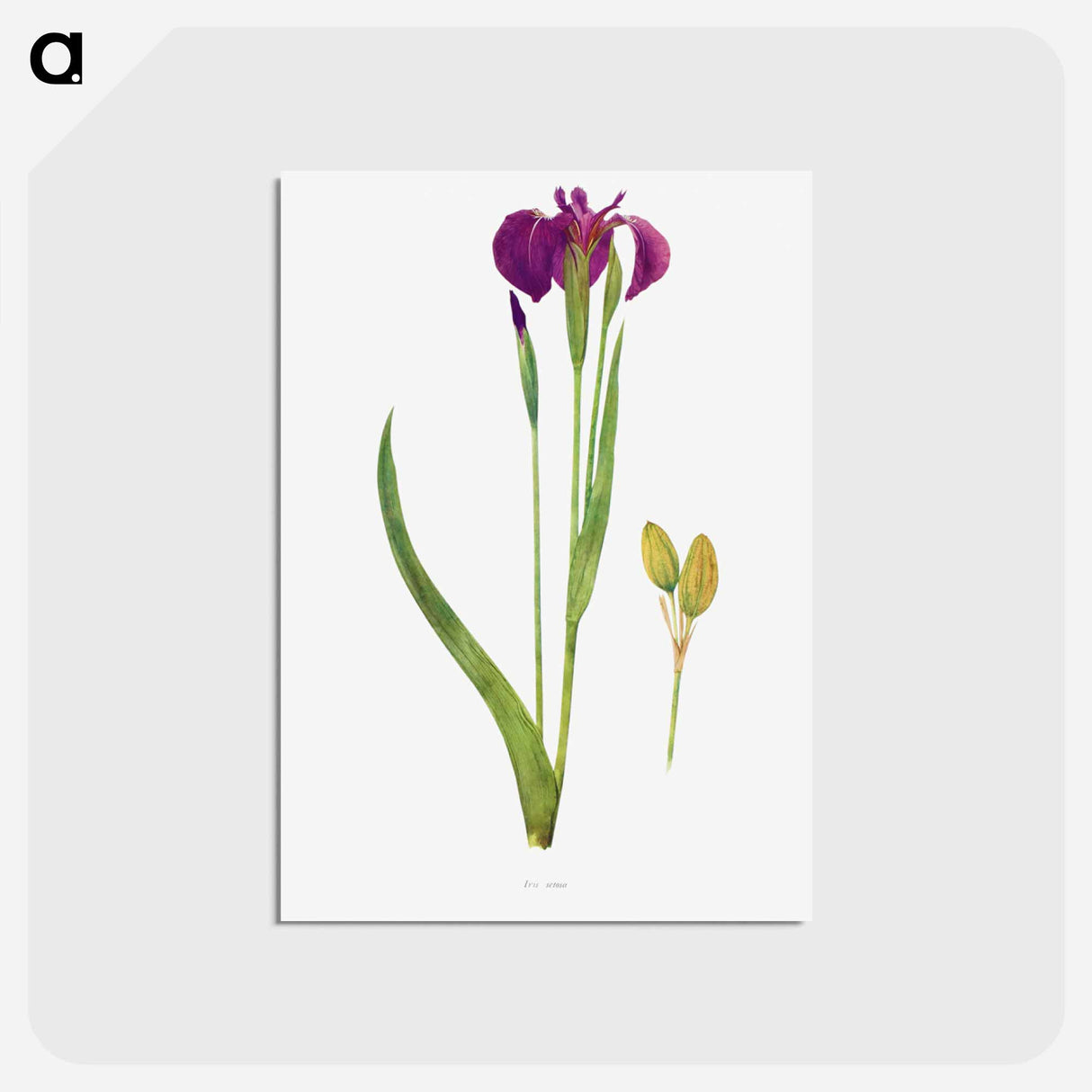 アートポストカード-Iris Setosa from The genus Iris
- アヤメ属 Postcard.