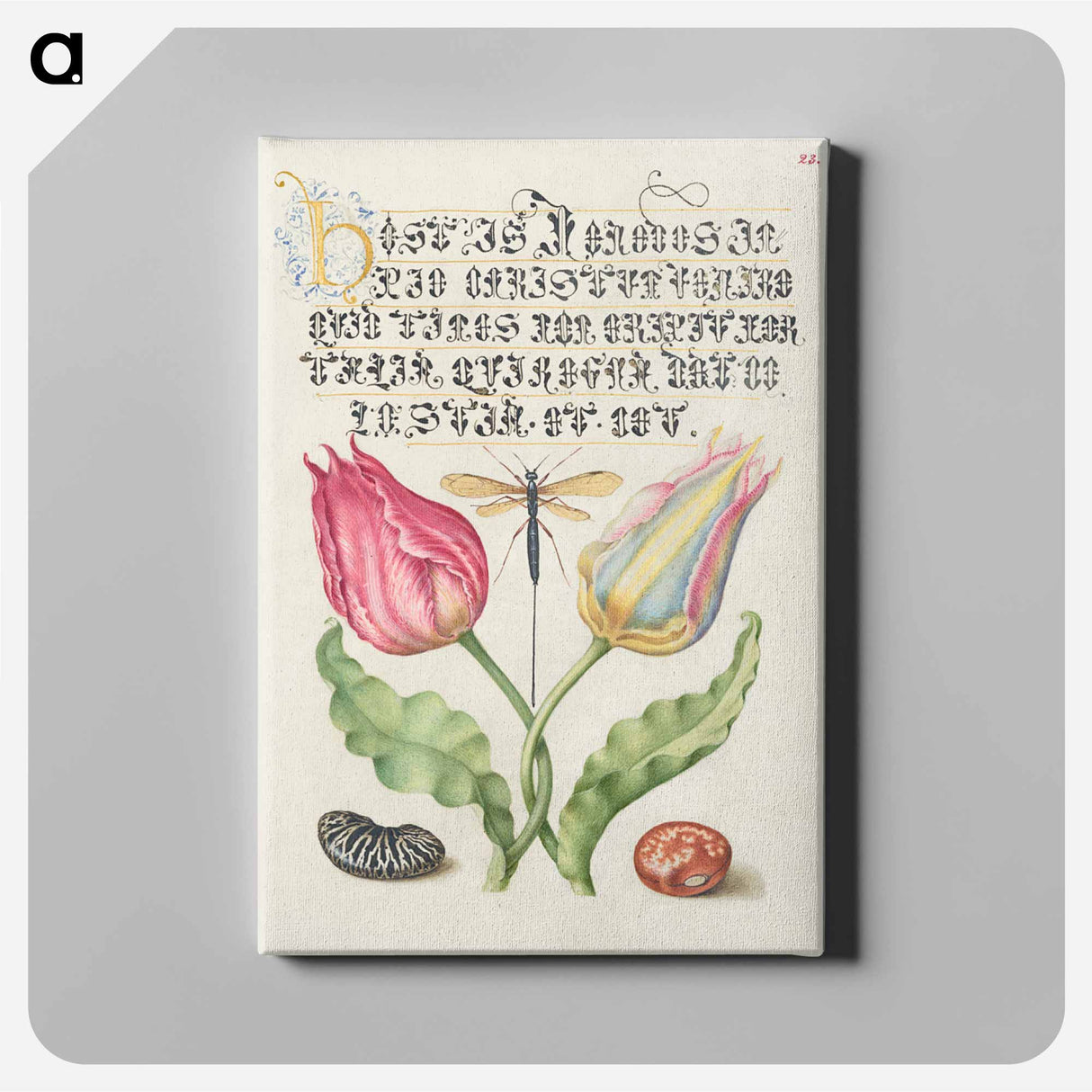 アートパネル-Gesner's Tulip, Ichneumon Fly, Kidney Bean, and Scarlet Runner Bean from Mira Calligraphiae Monumenta
- 書道のお手本 Canvas.