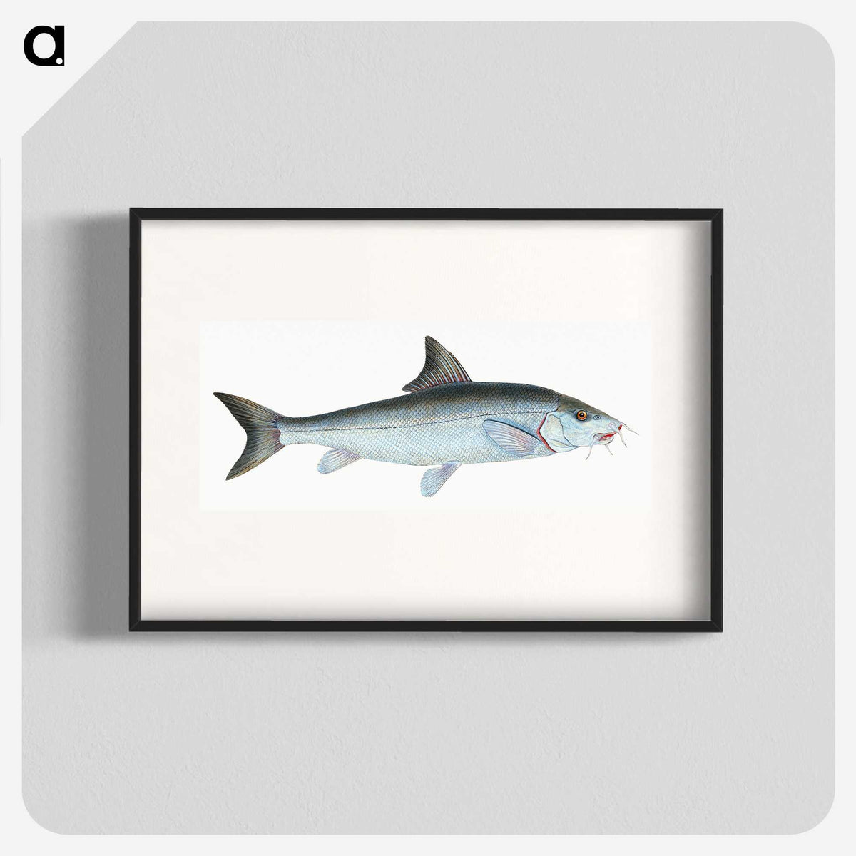 1-43_The-Natural-History-of-British-Fishes_blk