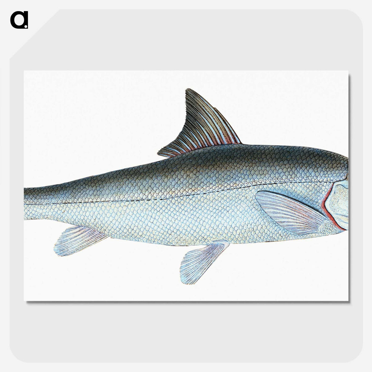 1-43_The-Natural-History-of-British-Fishes_picture-crop