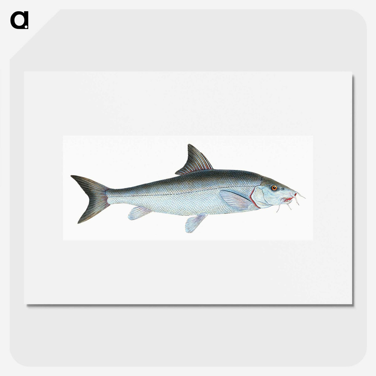 1-43_The-Natural-History-of-British-Fishes_picture