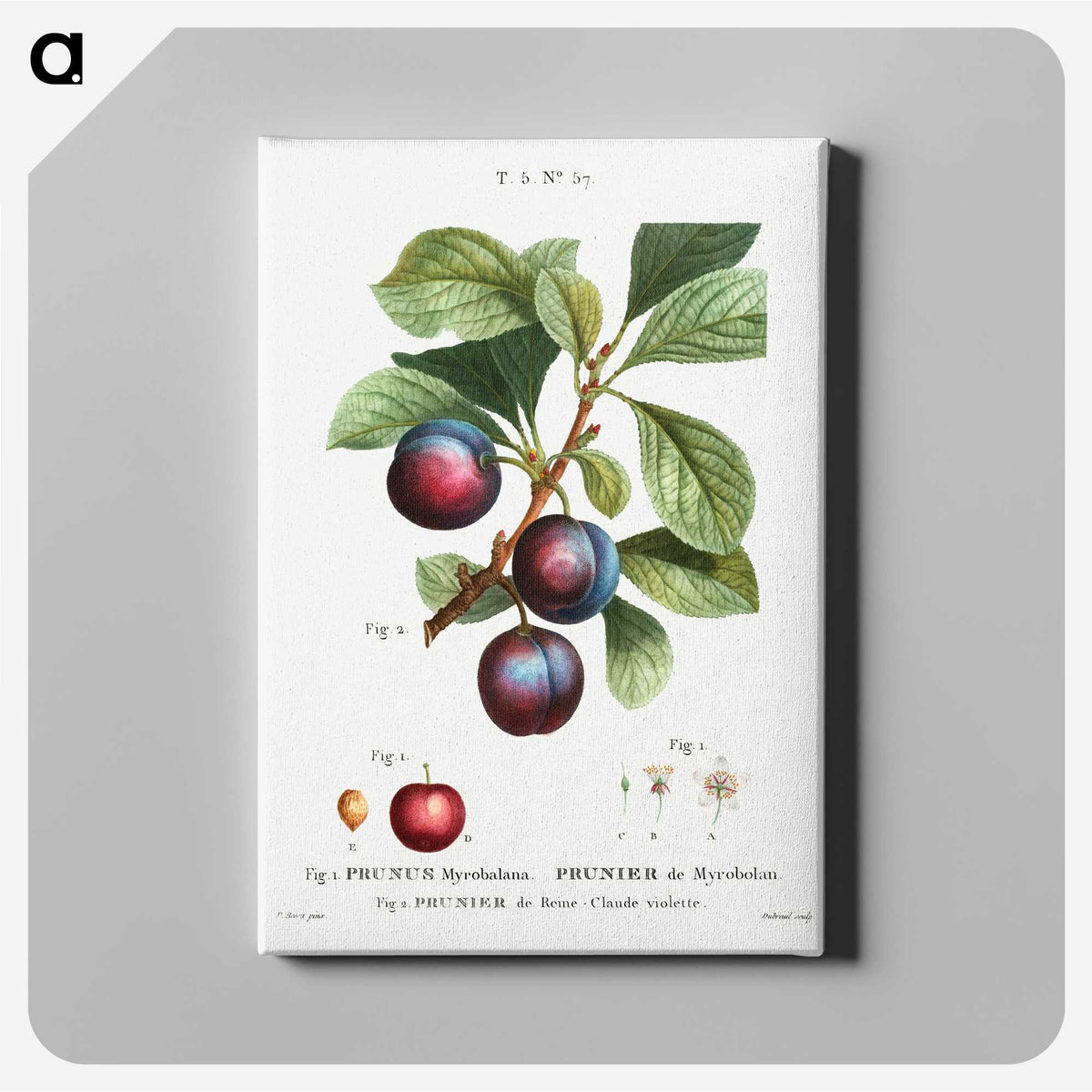 1-43_Treatise-on-Trees-and-Shrubs_canvas