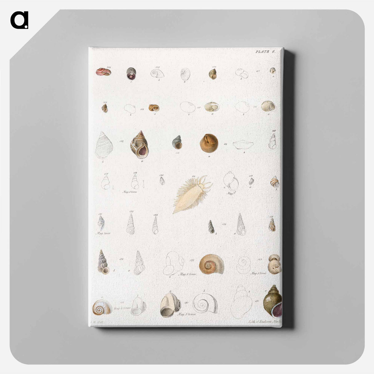 Different types of seashells illustration from Zoology of New York by James Ellsworth De Kay - ニューヨークの動物学 Canvas.