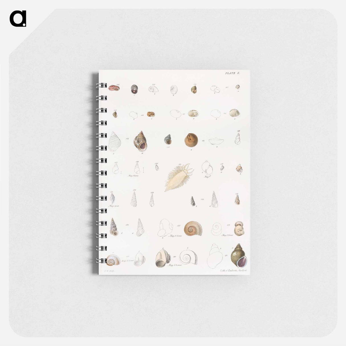 Different types of seashells illustration from Zoology of New York by James Ellsworth De Kay - ニューヨークの動物学 Memo.