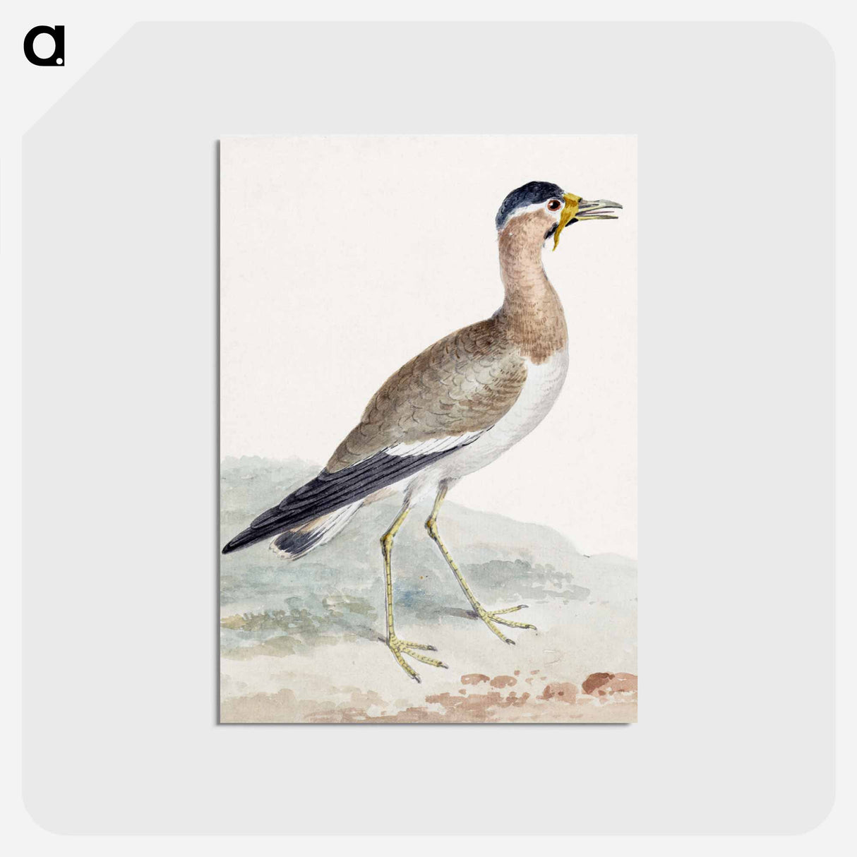 アートポストカード-A Yellow-wattled Lapwing - アールト シューマン Postcard.