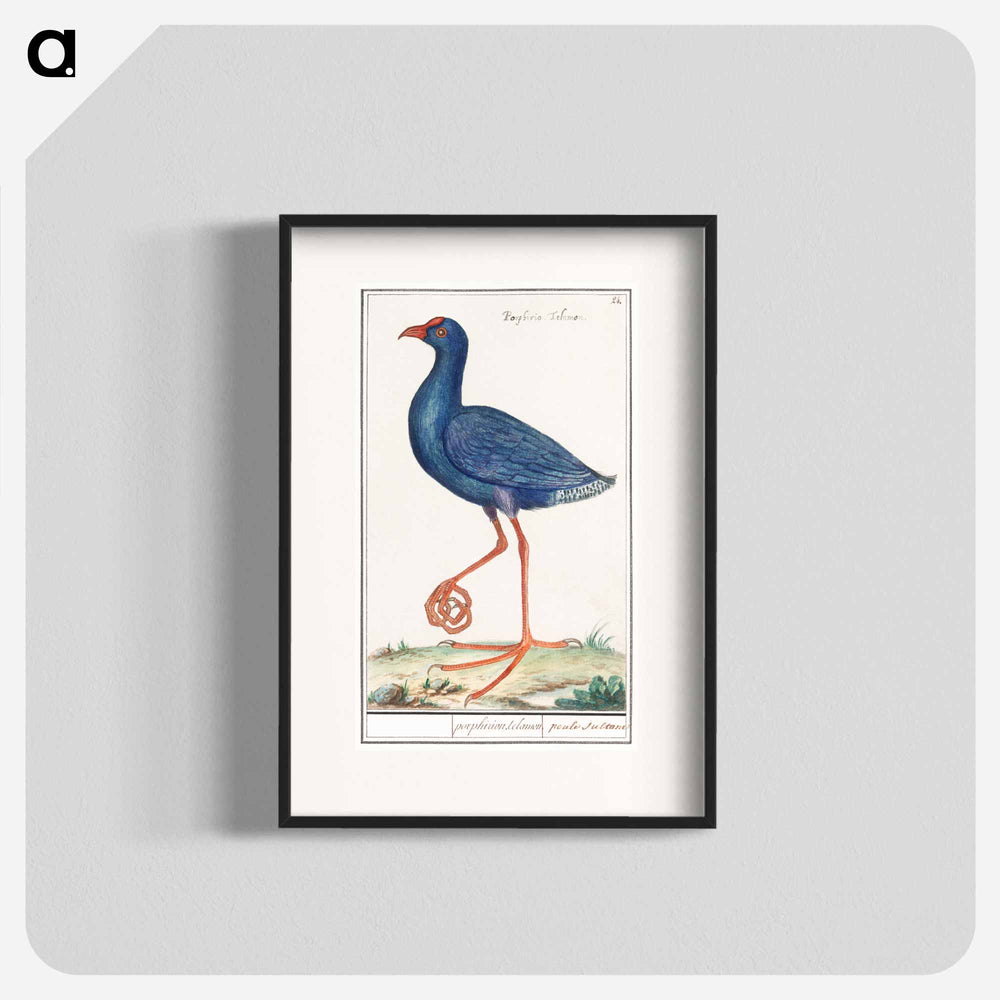 The Western Swamphen - アンセルムス ボエティウス デ ブート Poster.