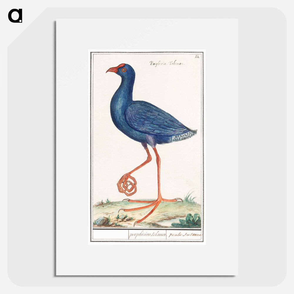 The Western Swamphen - アンセルムス ボエティウス デ ブート Poster.