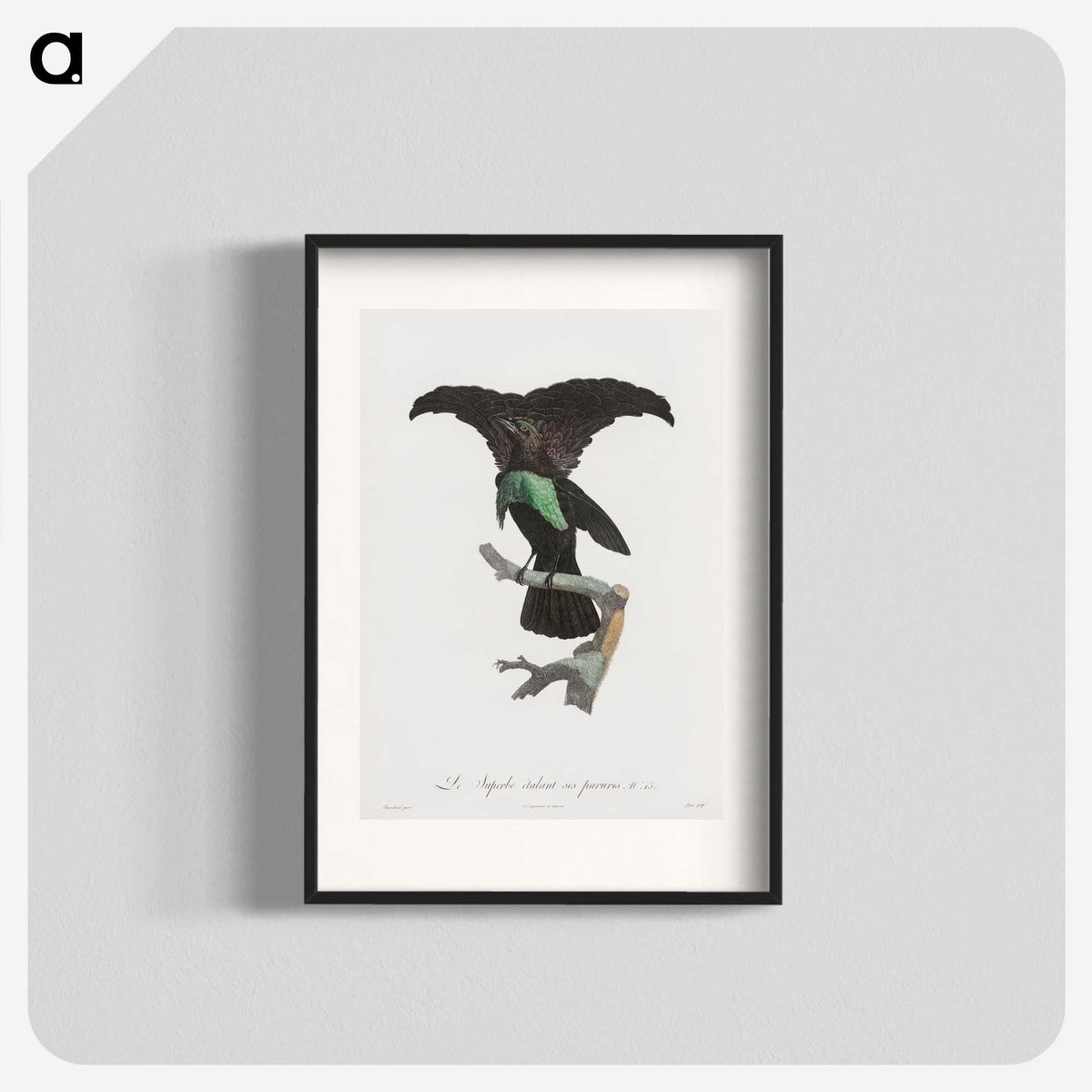 1-44_Des-Oiseaux-de-Paradis_blk