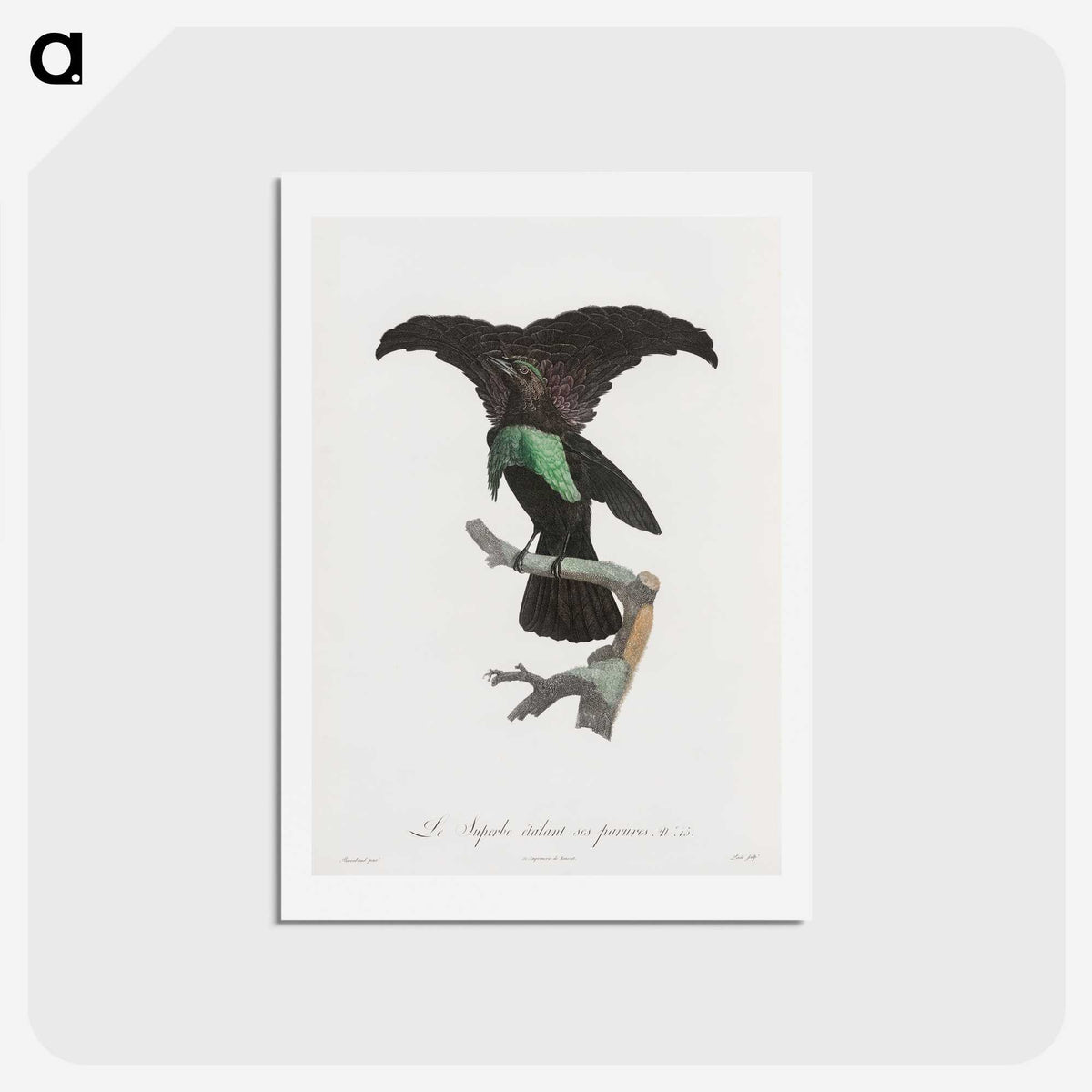 1-44_Des-Oiseaux-de-Paradis_hagaki