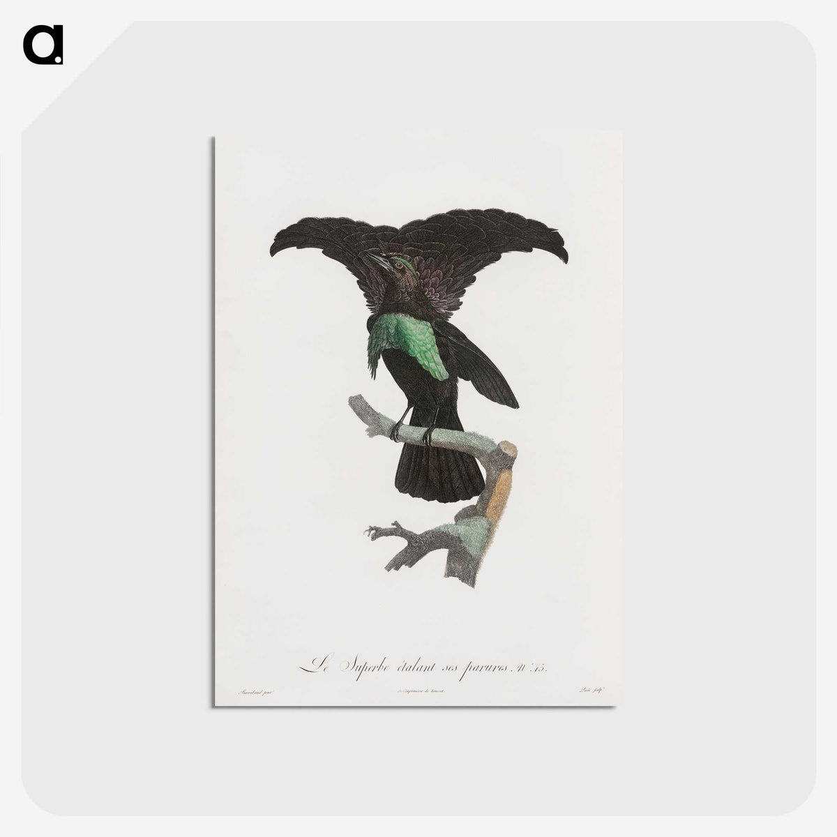 1-44_Des-Oiseaux-de-Paradis_postcard