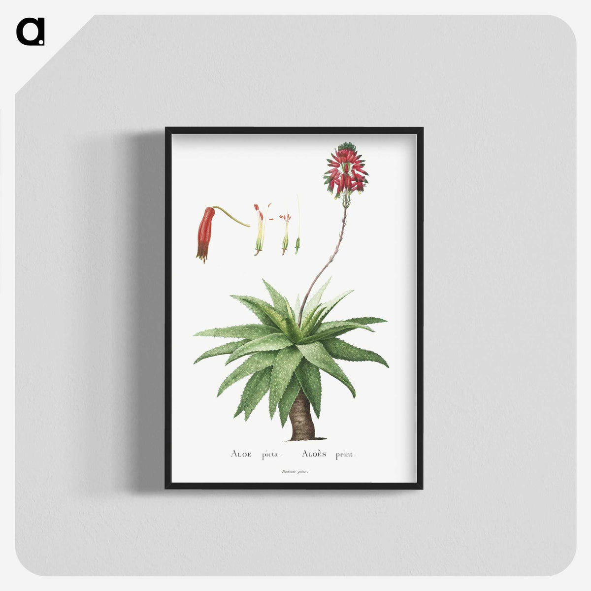 1-44_Histoire-des-Plantes-Grasses_blk-crop