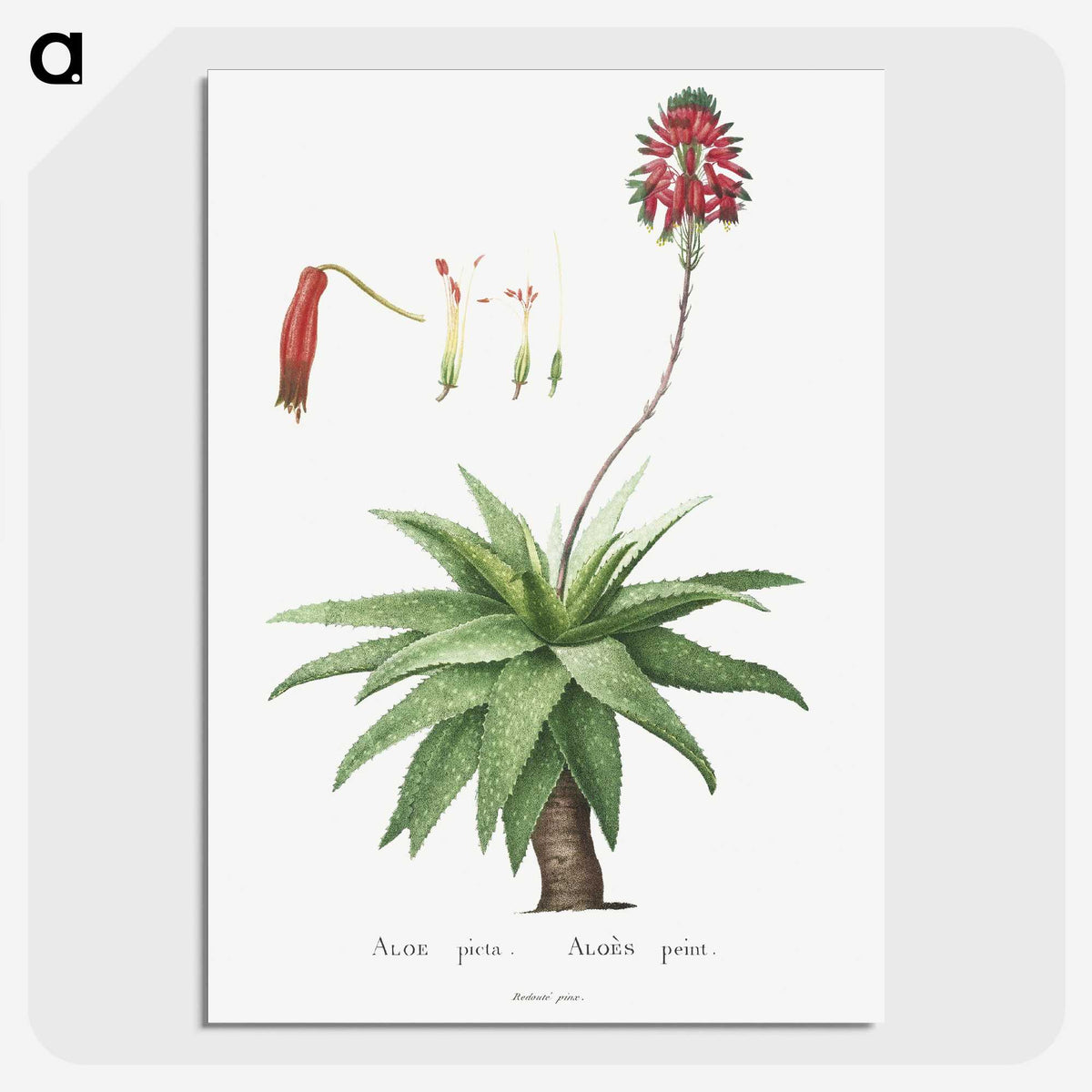 1-44_Histoire-des-Plantes-Grasses_picture-crop