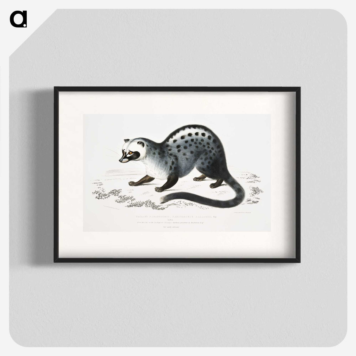 1-44_Indian-Zoology_blk