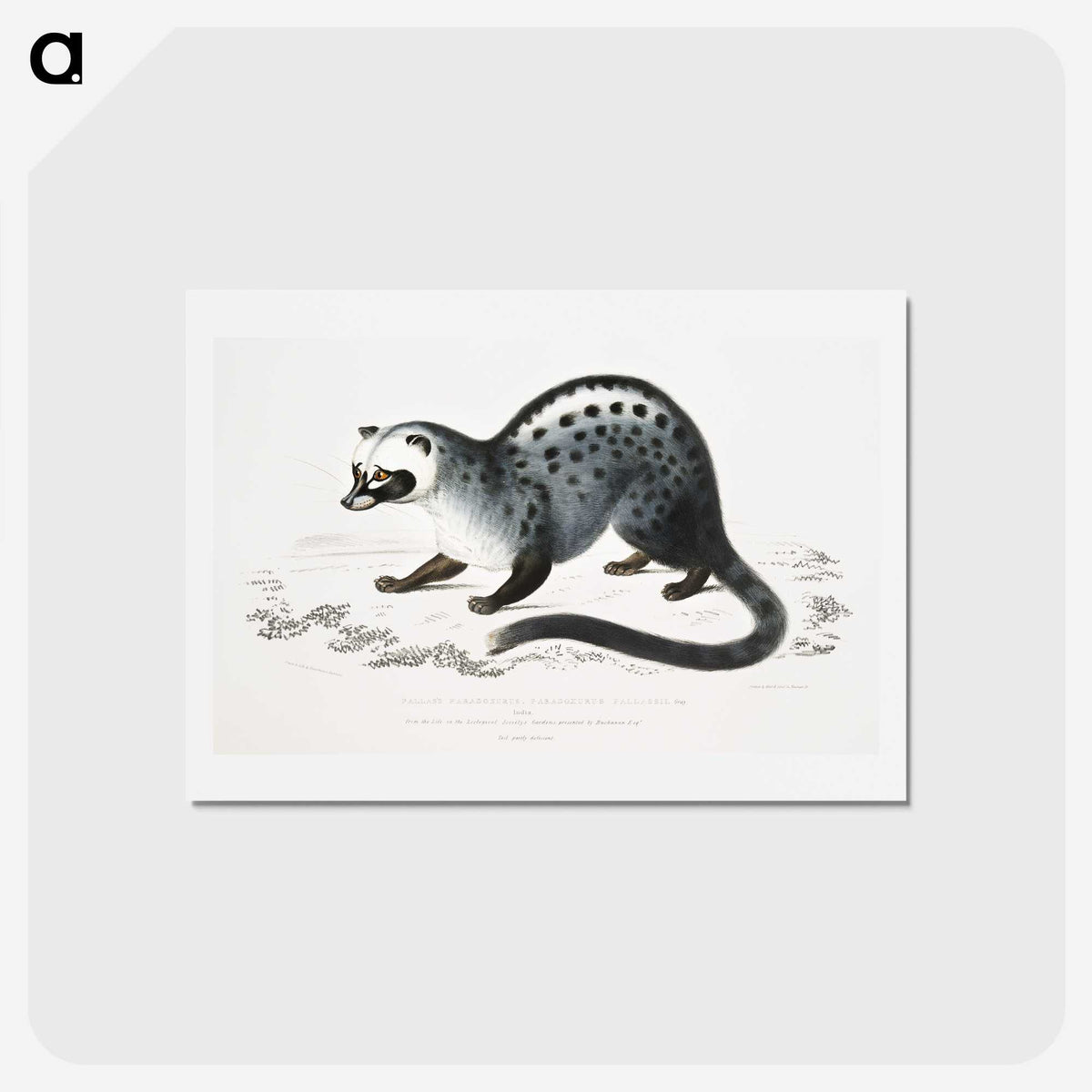 1-44_Indian-Zoology_hagaki
