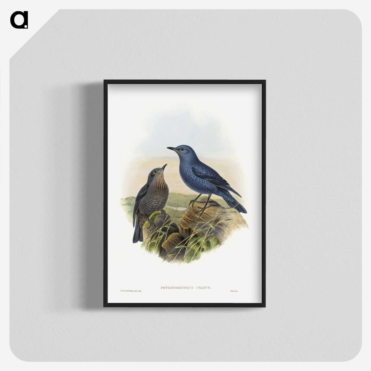 1-44_John-Gould_blk-crop