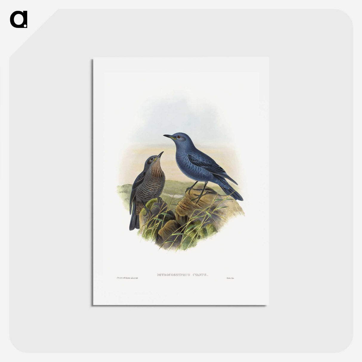 1-44_John-Gould_hagaki