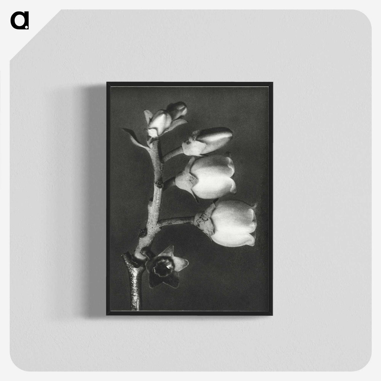 1-44_Karl-Blossfeldt_blk-crop