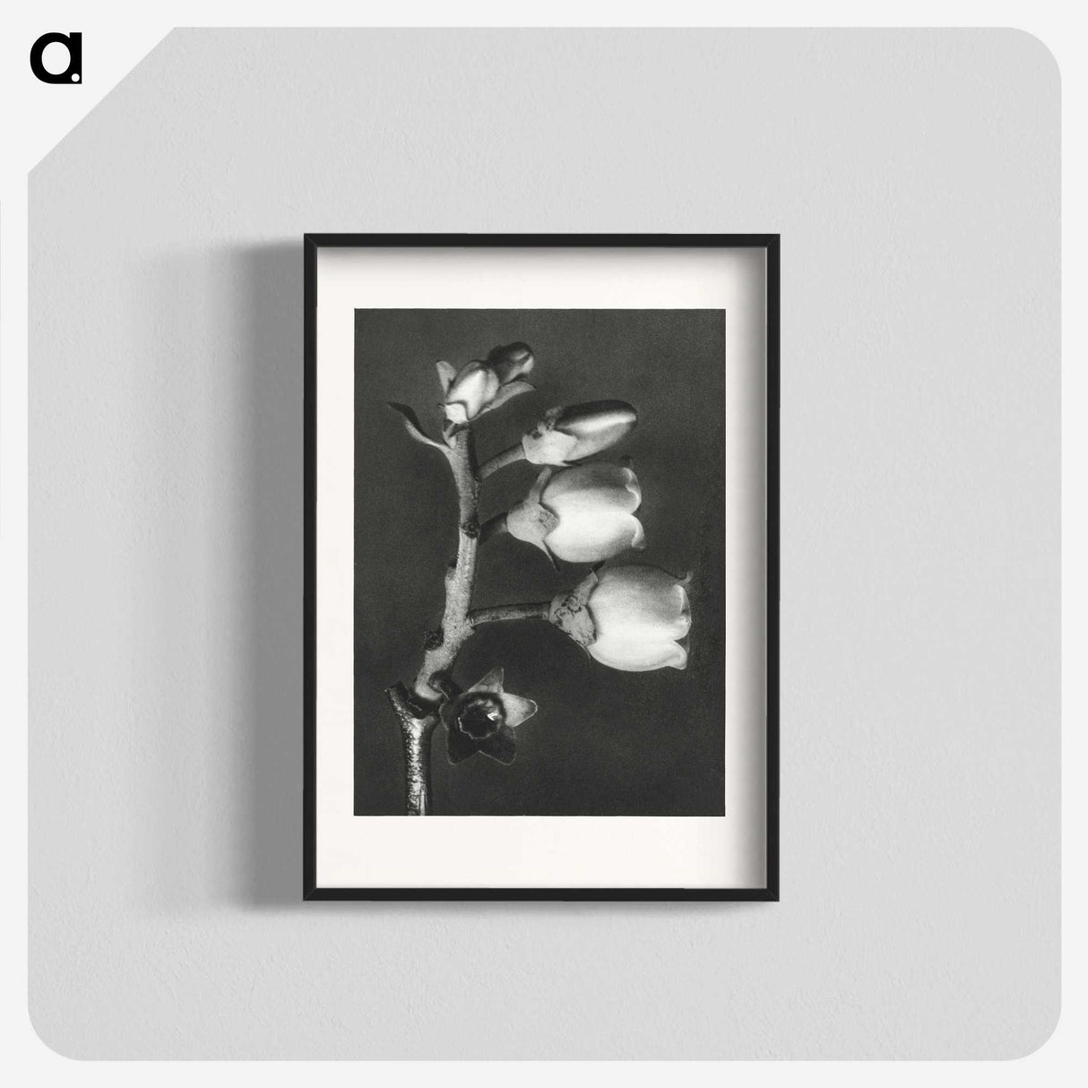 1-44_Karl-Blossfeldt_blk