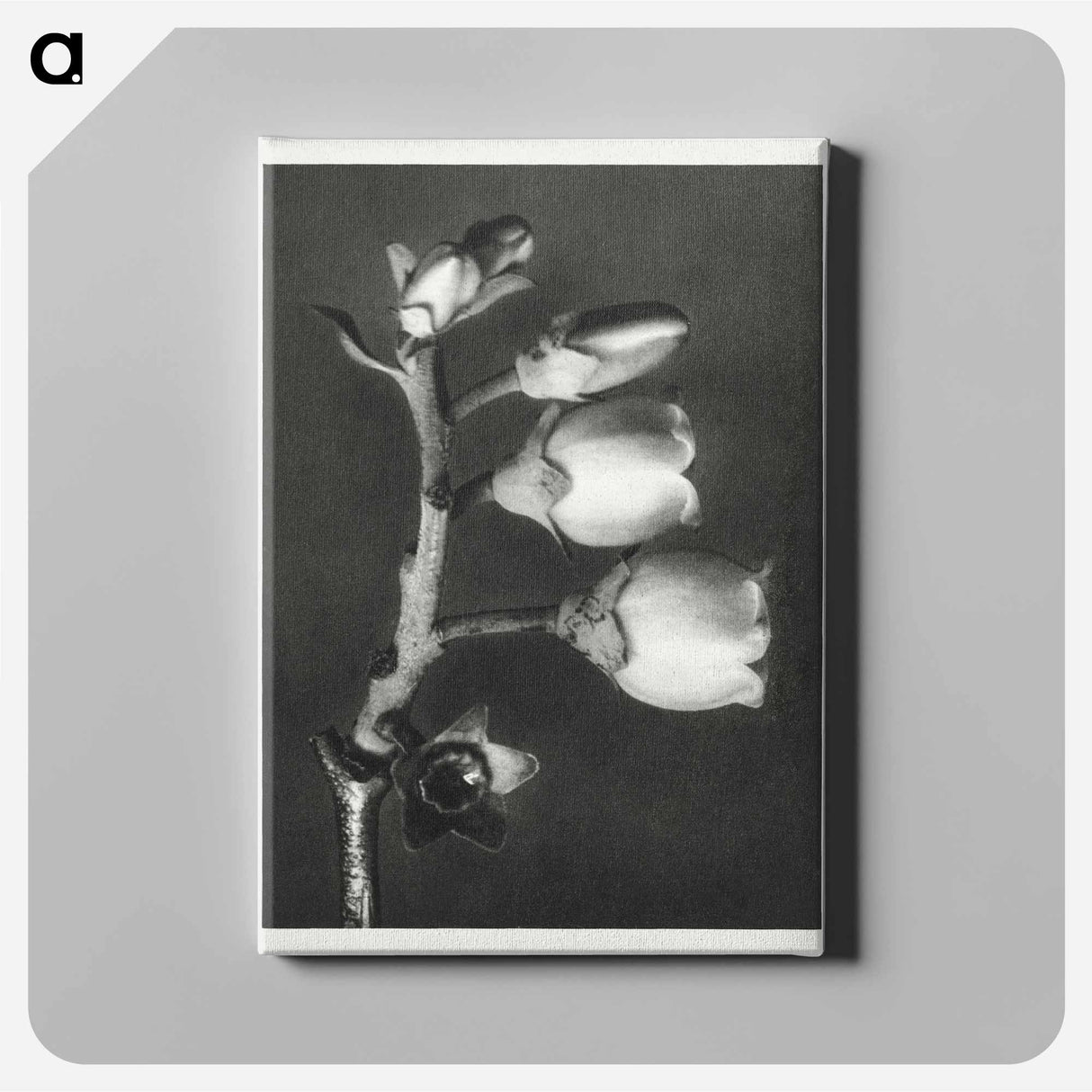 Vaccinium Corymbosum (Blueberry) - カール ブロスフェルト Canvas.