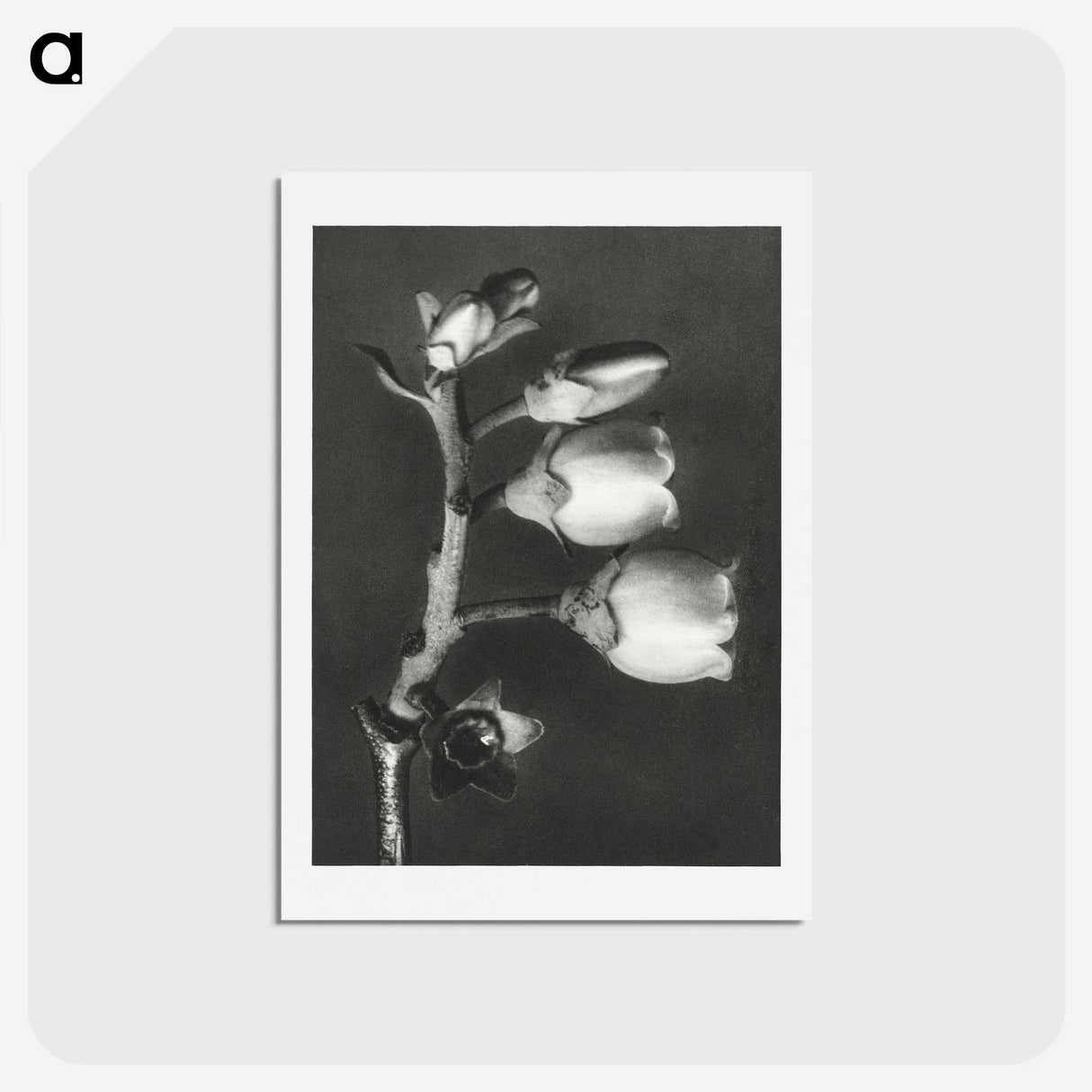 1-44_Karl-Blossfeldt_hagaki