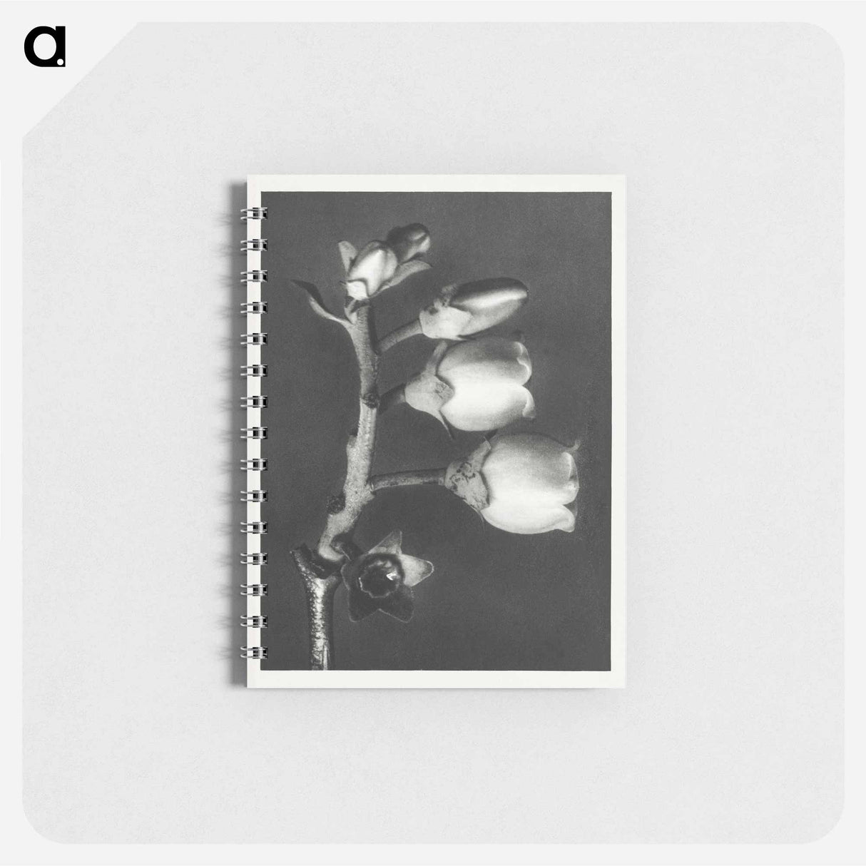 Vaccinium Corymbosum (Blueberry) - カール ブロスフェルト Memo.