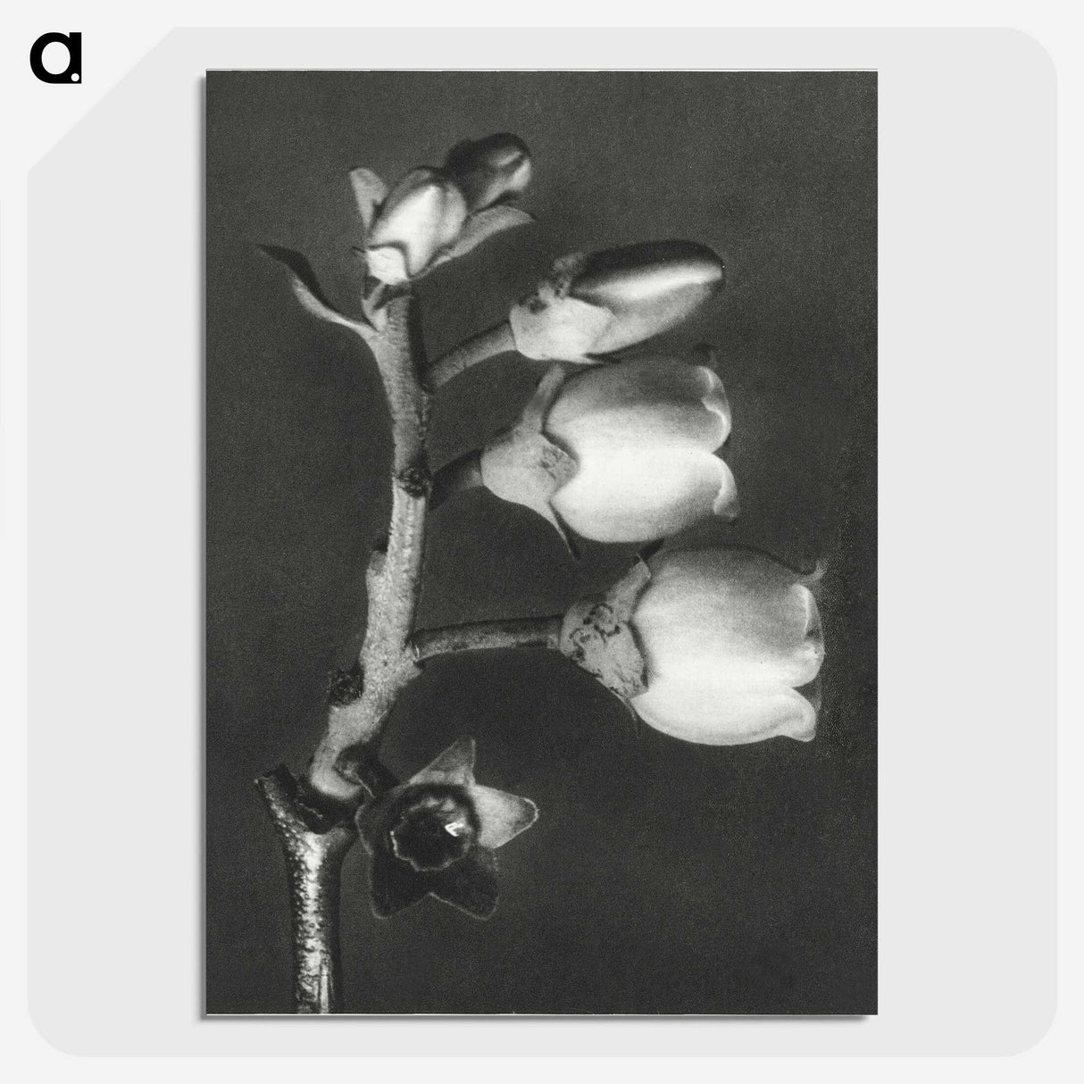 1-44_Karl-Blossfeldt_picture-crop