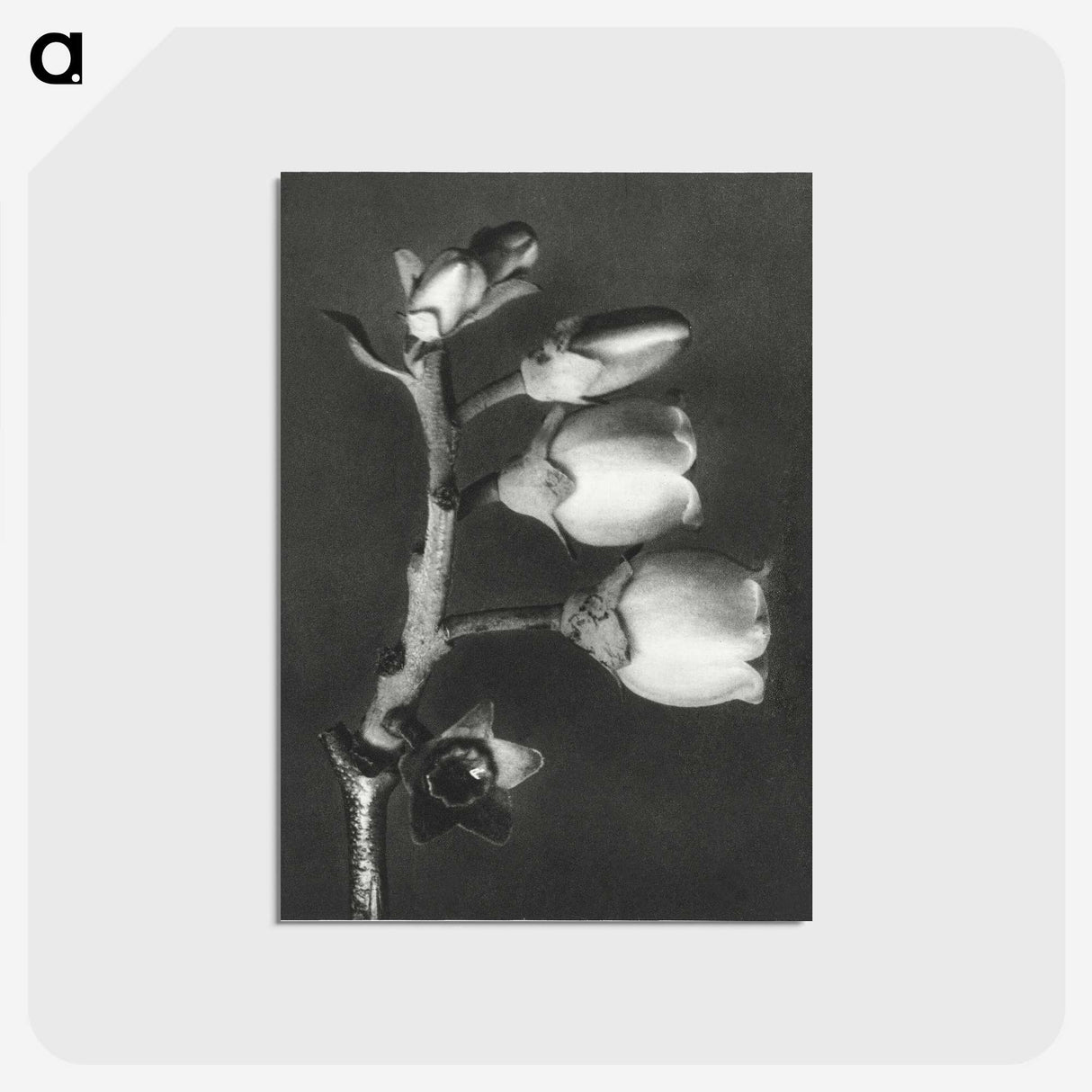 1-44_Karl-Blossfeldt_postcard