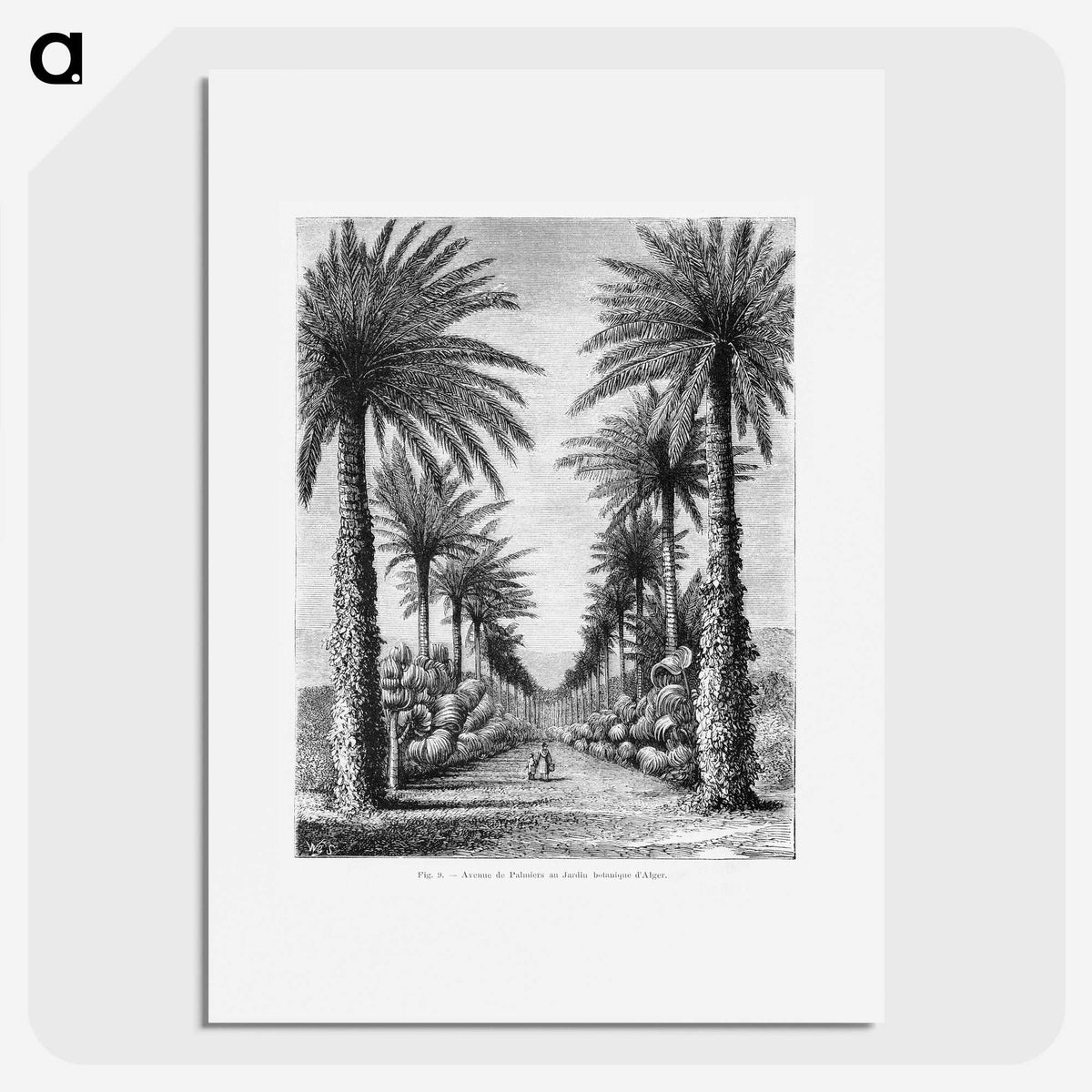 1-44_Les-Palmiers-Histoire-Iconographique_picture