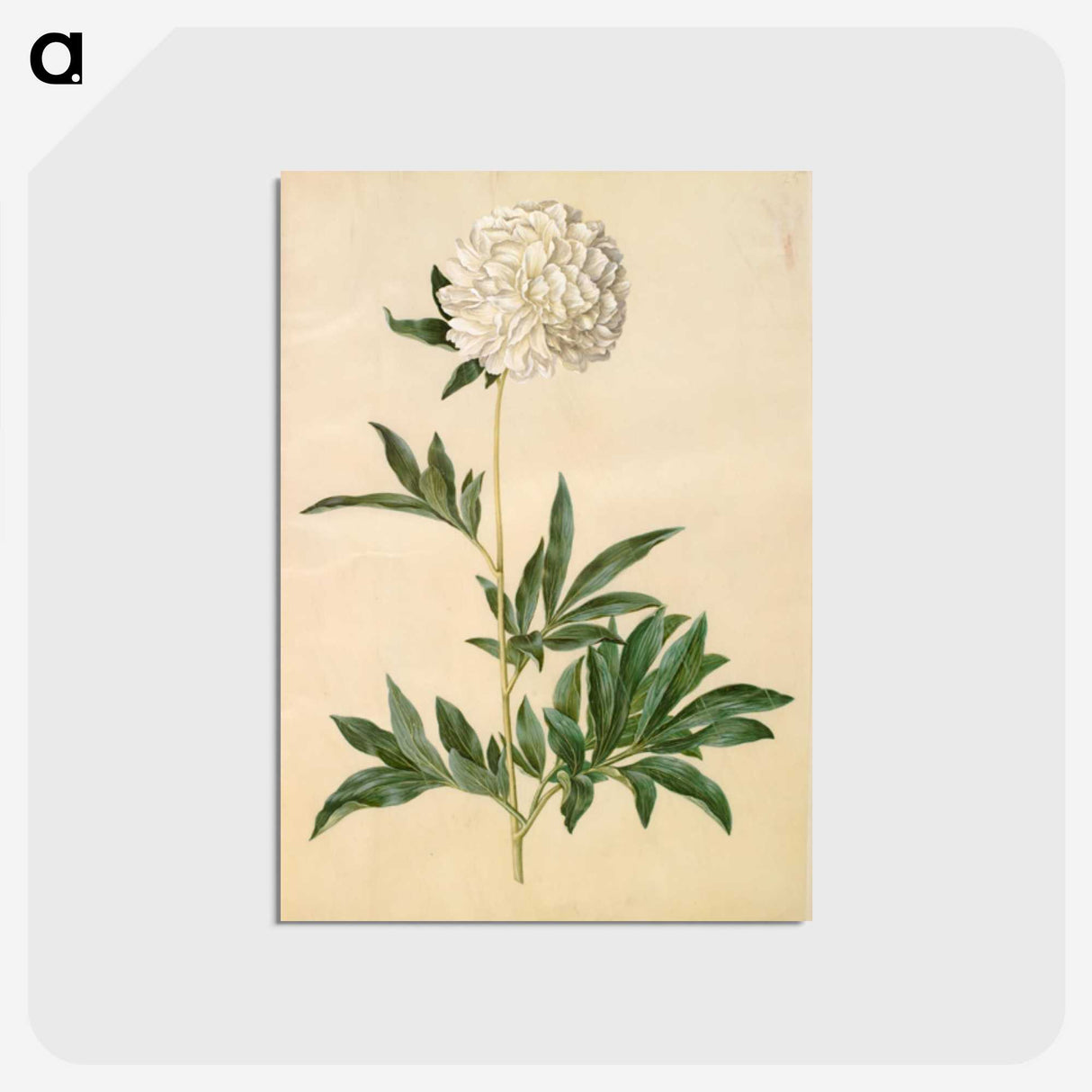 1-44_Maria-Sibylla-Merian_postcard