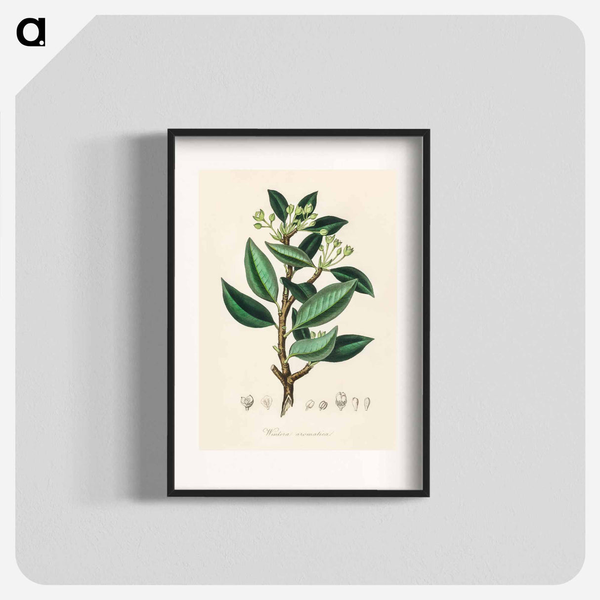 アートポスター-Wintera aromatica
- 薬用植物学 Poster.