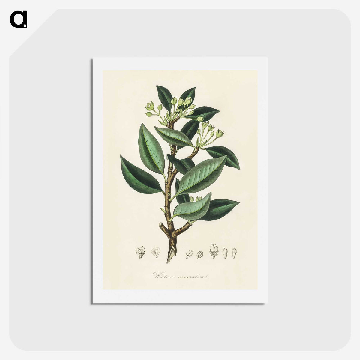 1-44_Medical-Botany_hagaki