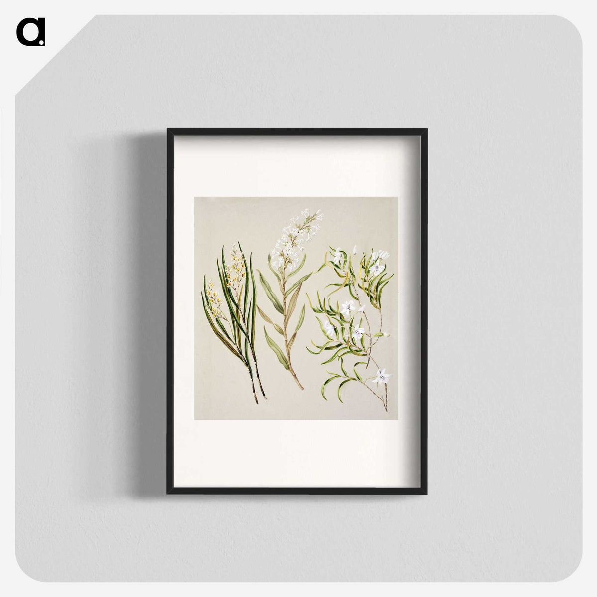 1-44_Native-Flowering-Plants-of-New-Zealand_blk