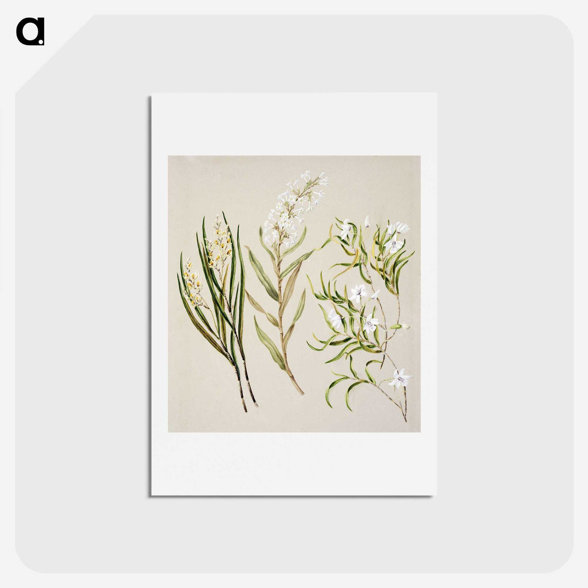1-44_Native-Flowering-Plants-of-New-Zealand_hagaki