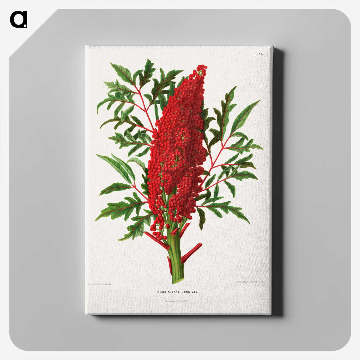 1-44_Nederlandsche-Flora-en-Pomona_canvas