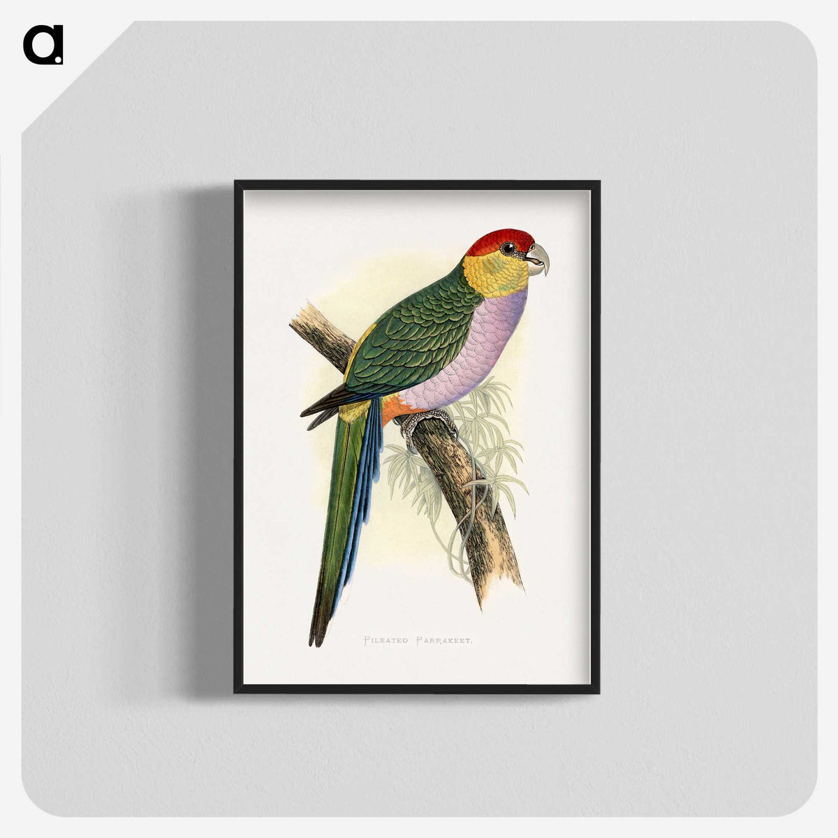 1-44_Parrots-in-Captivity_blk-crop
