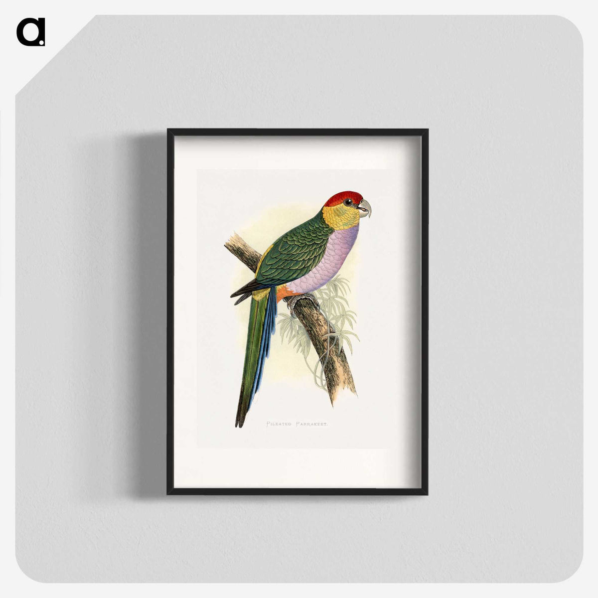 1-44_Parrots-in-Captivity_blk
