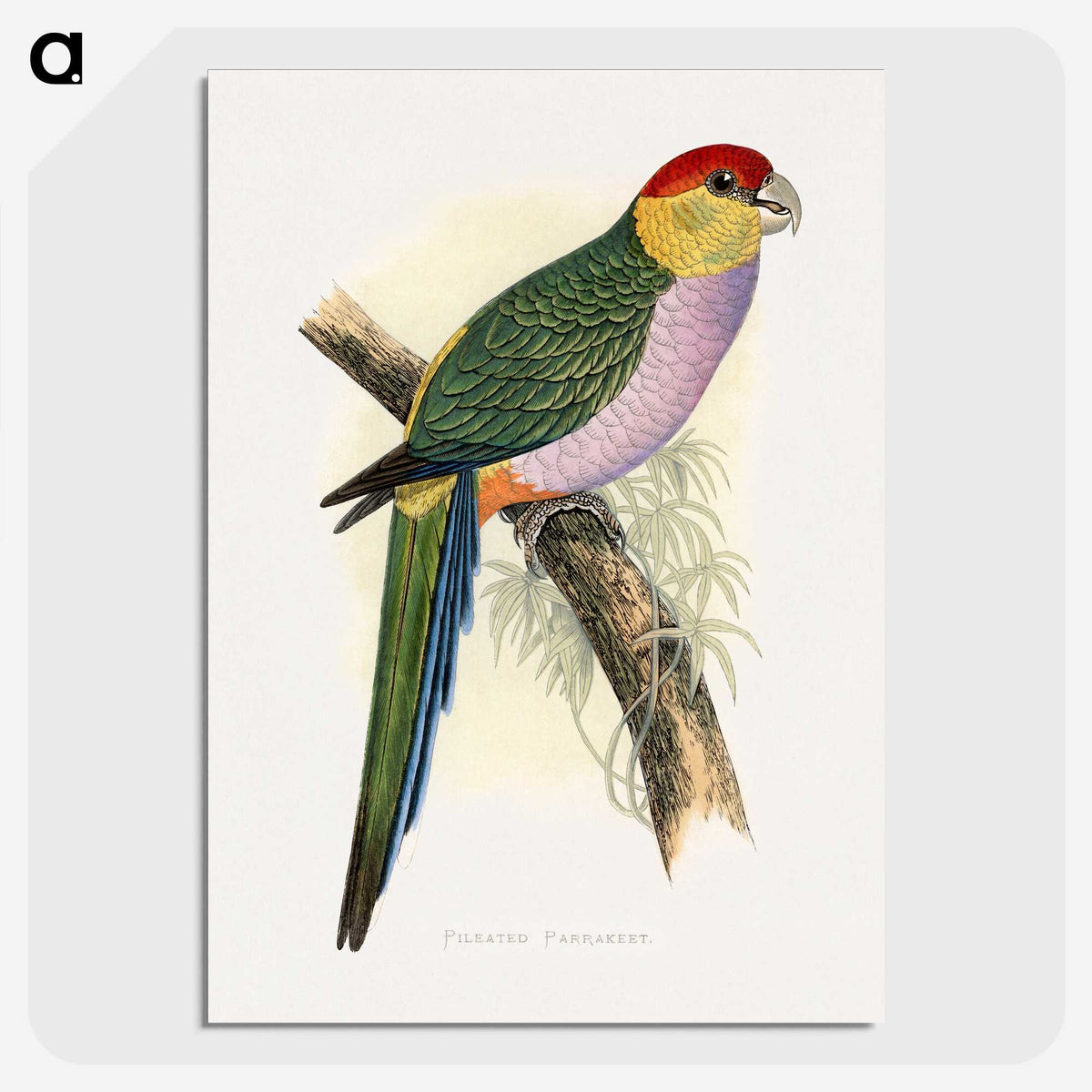 1-44_Parrots-in-Captivity_picture-crop