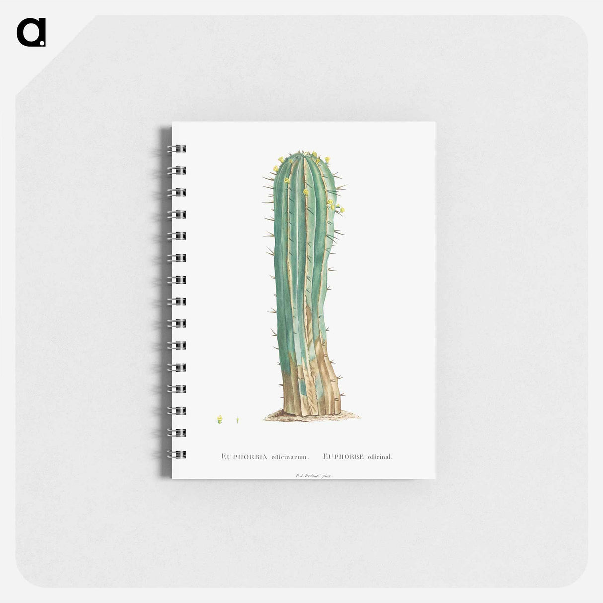 アートメモ帳-Euphorbia Officinarum - ピエール ジョゼフ ルドゥーテ Memo.